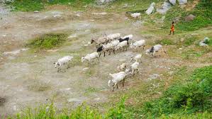 Climate as Risk Multiplier: Amplifying Farmer-Herder Clashes in Governance-Vacant Sahel